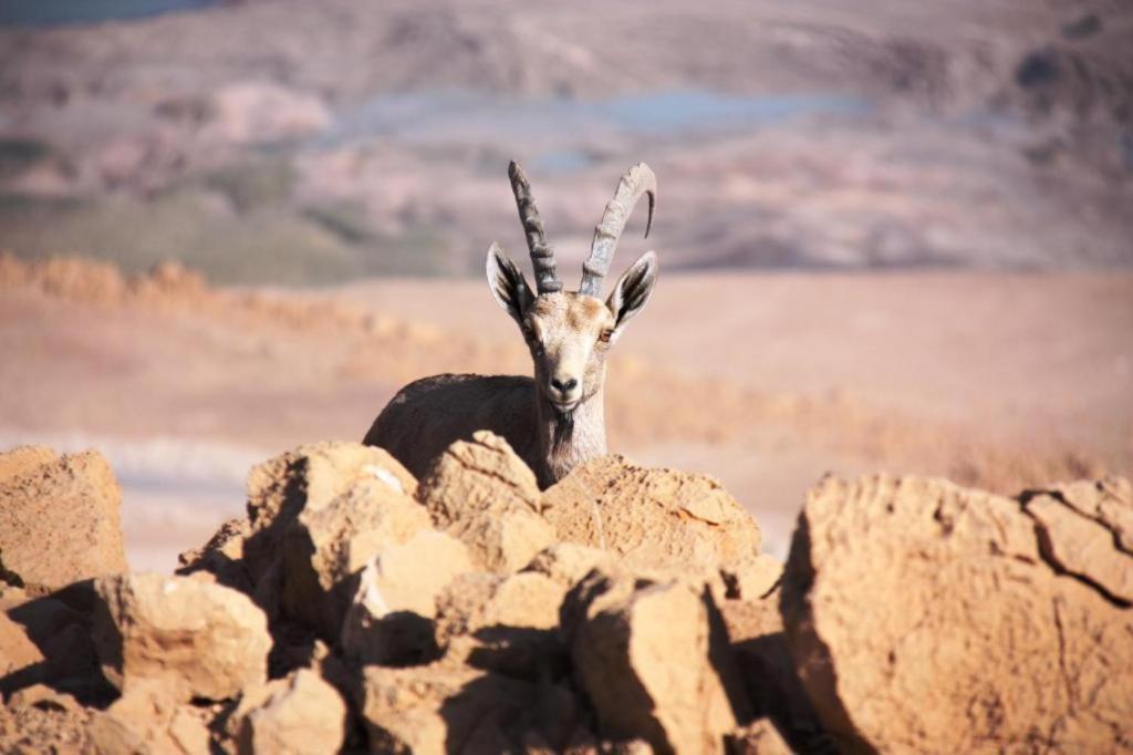 Ein Gedi Rooms Neve Zohar Eksteriør bilde
