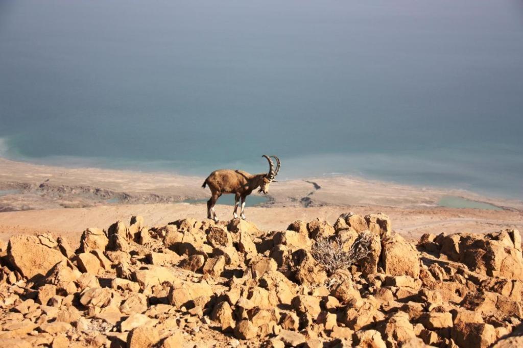 Ein Gedi Rooms Neve Zohar Eksteriør bilde